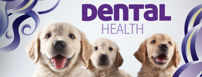 Dental Health Dental Health