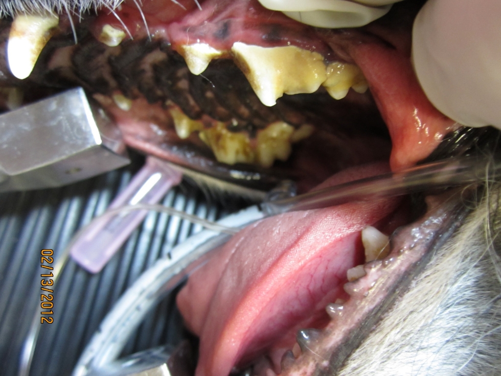 Dental Before Dental Before