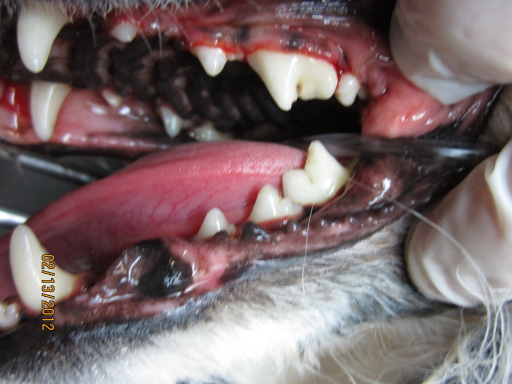 dental After dental After