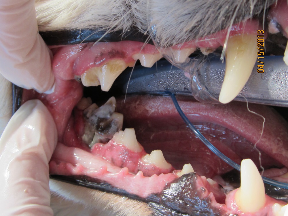 Dental Dental