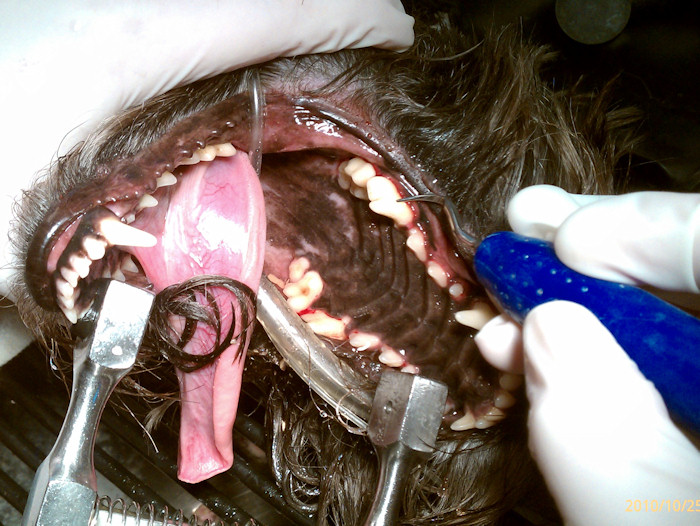 Dog Dental