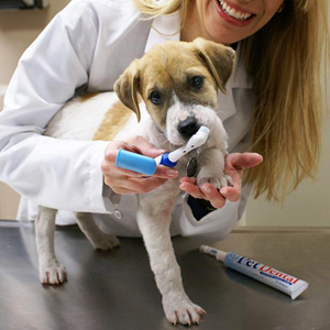 Puppy learning to get teeth brushed