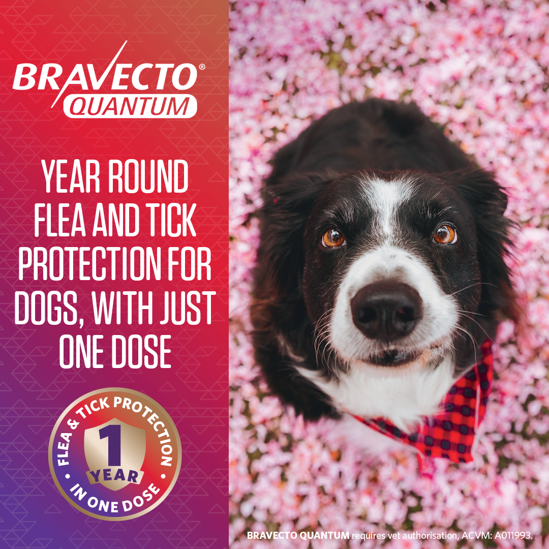 bravecto